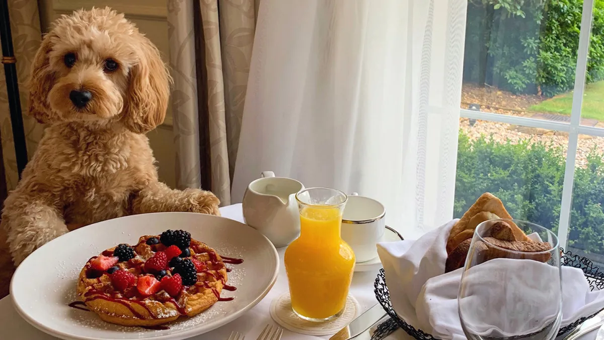 A warm, cheerful interior scene featuring an adorable dog sitting by a plate of pancakes and a glass of orange juice, evoking the joy of leisurely breakfasts and quality time with loved ones. The kitchen is present in the background, tying the space to food preparation and shared moments.